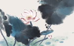 荷花插画