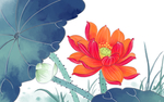 荷花插画
