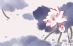 荷花插画