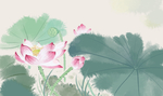 荷花插画