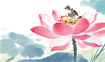 荷花插画
