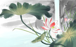 荷花插画