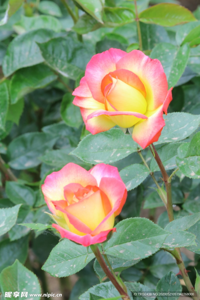 月季花