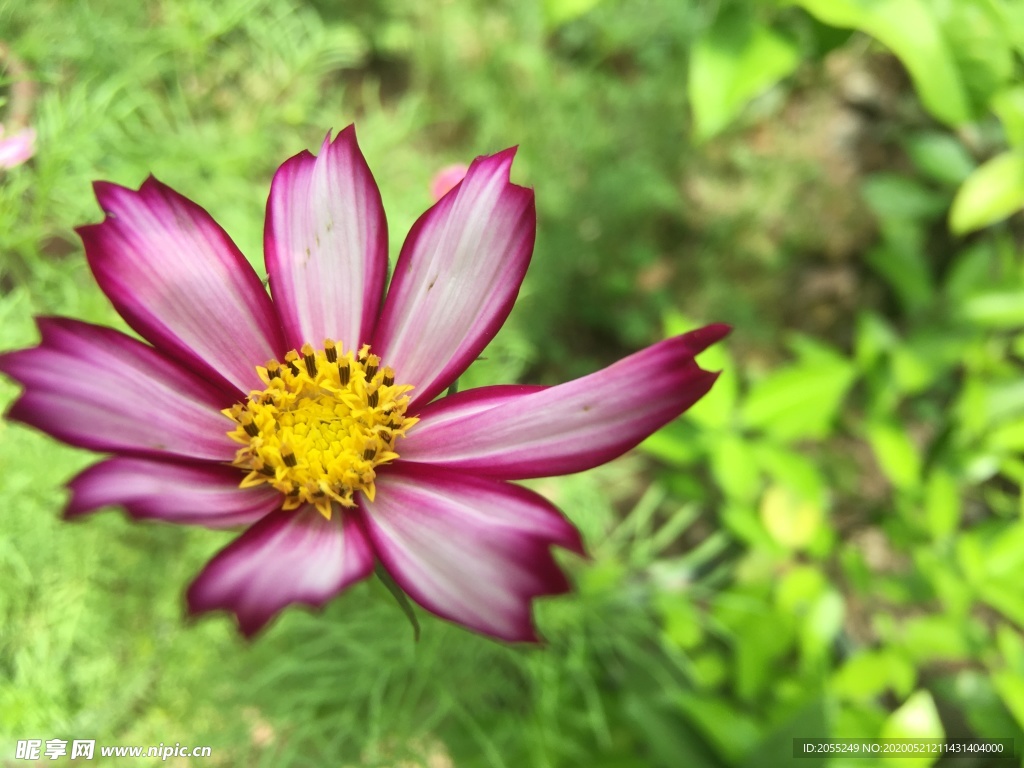 格桑花 秋菊