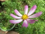 格桑花 秋菊