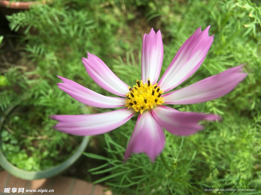 格桑花 秋菊