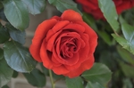 玫瑰花
