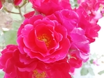 牡丹