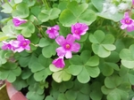 花瓣