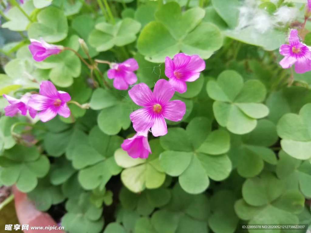 花瓣