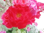 牡丹花