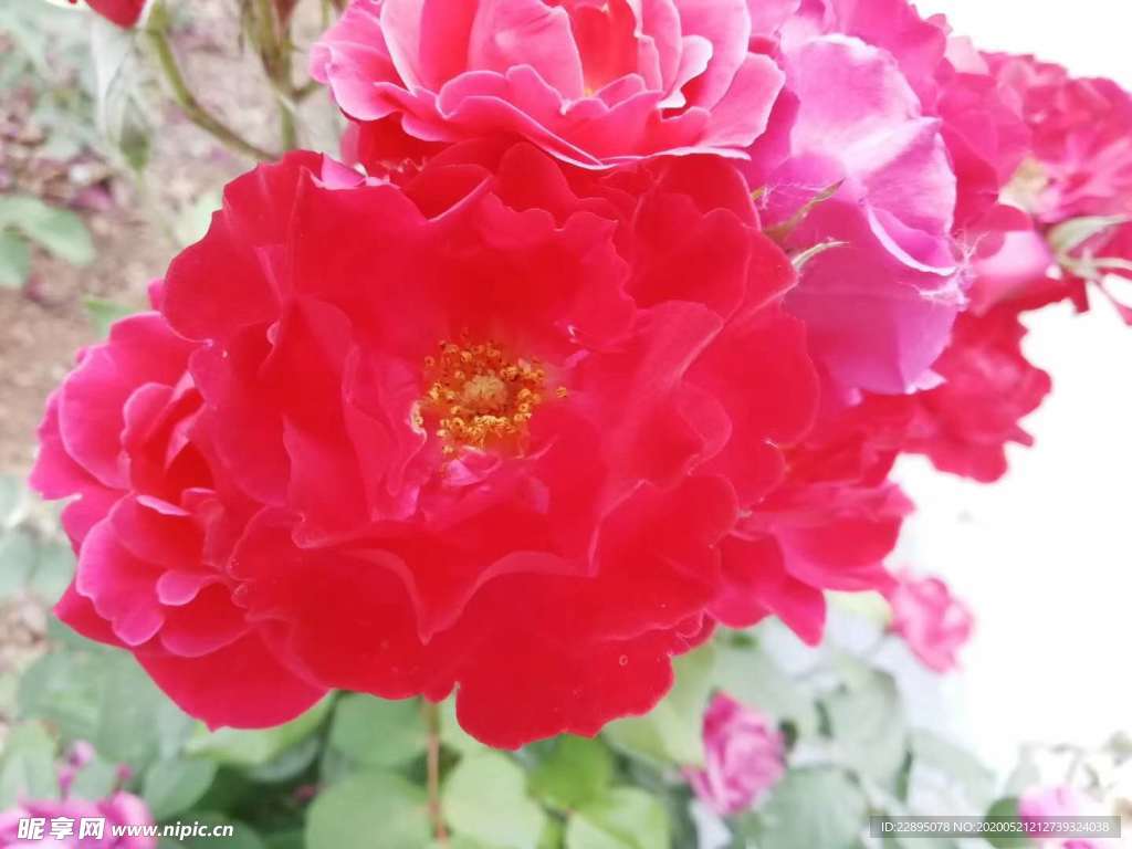 牡丹花