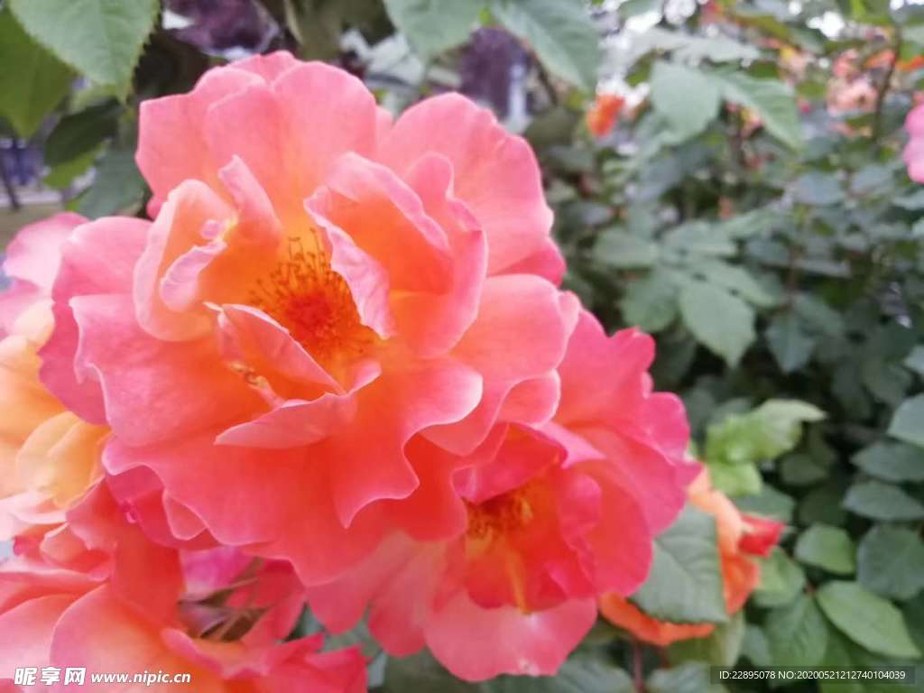 玫瑰花