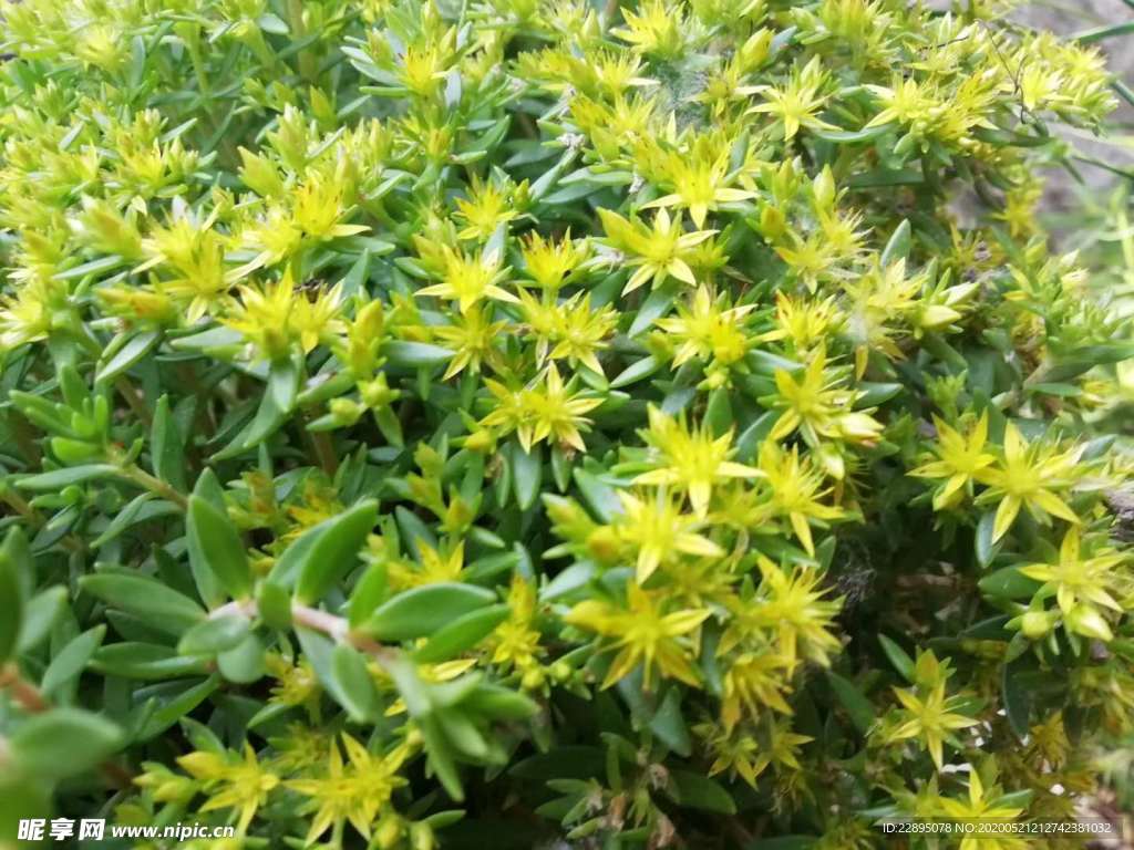 黄花
