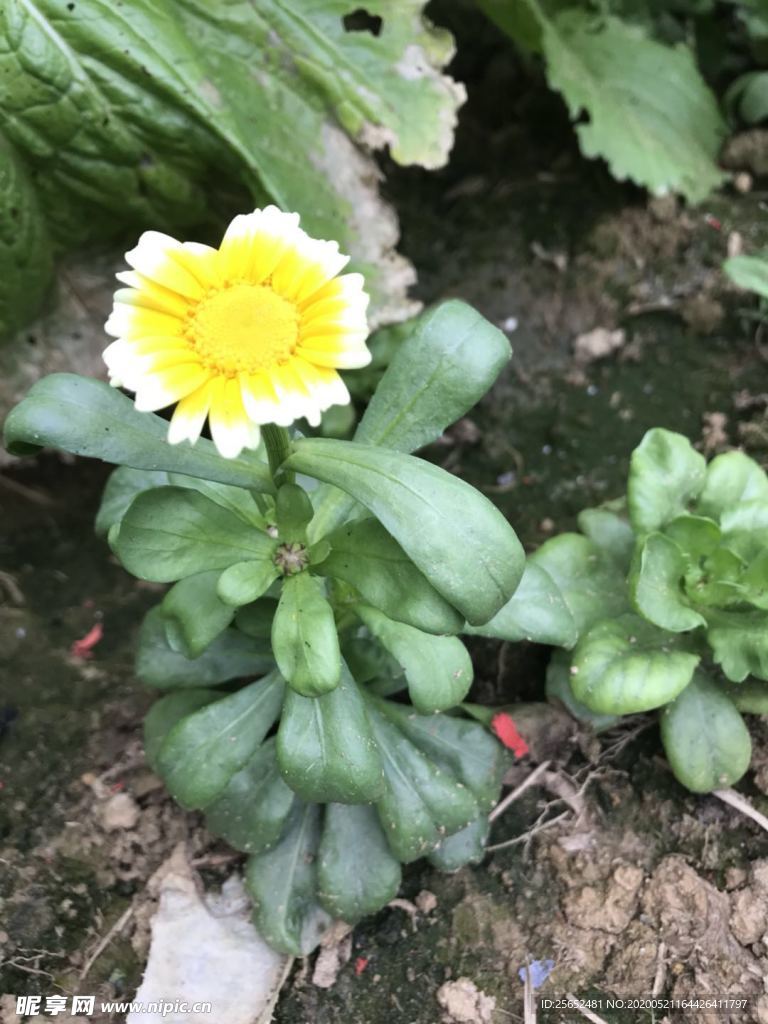 花朵