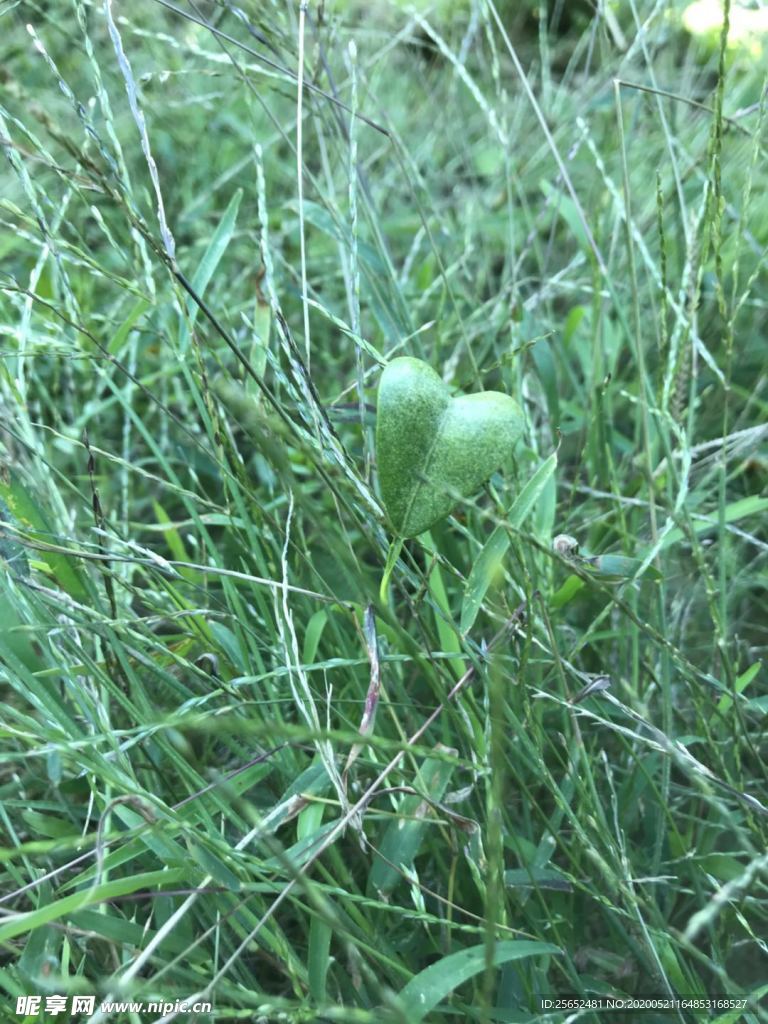 植物