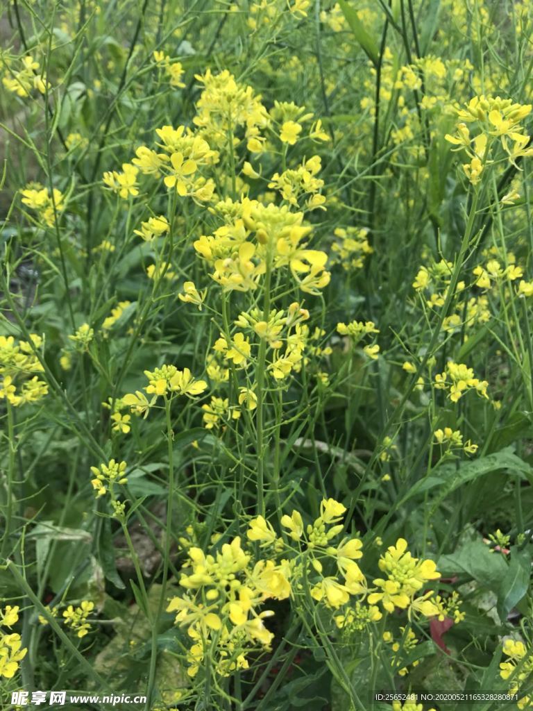 油菜花