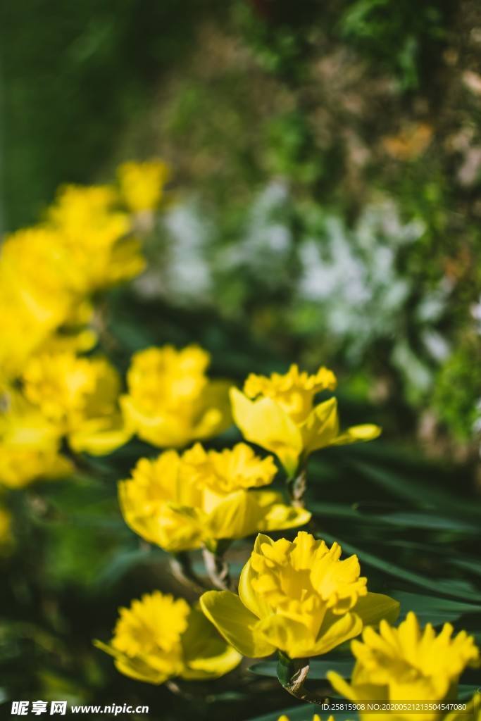 水仙花唯美图片