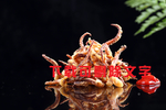唐杨鱿鱼须