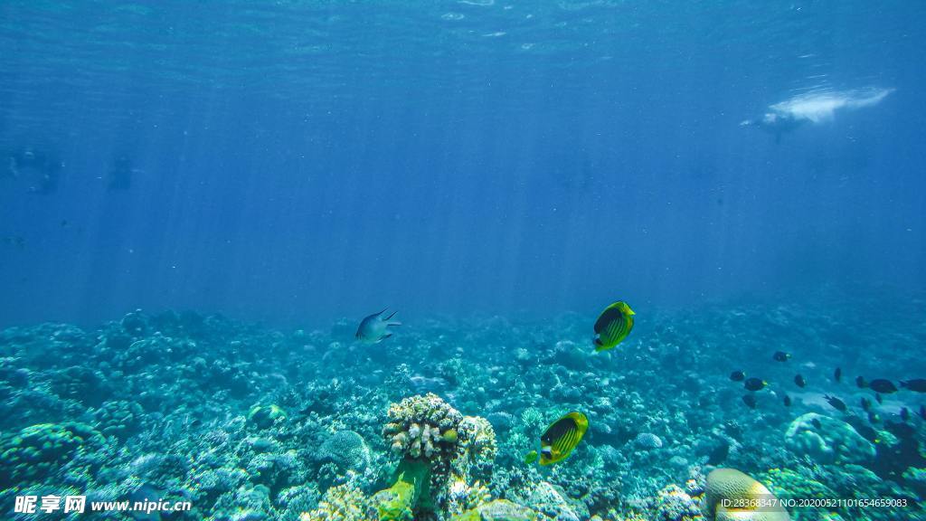 海底风光