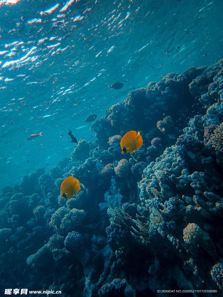 海底风光