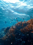 海底风光