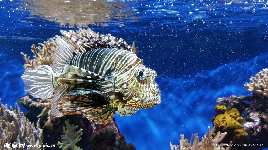 海底风光