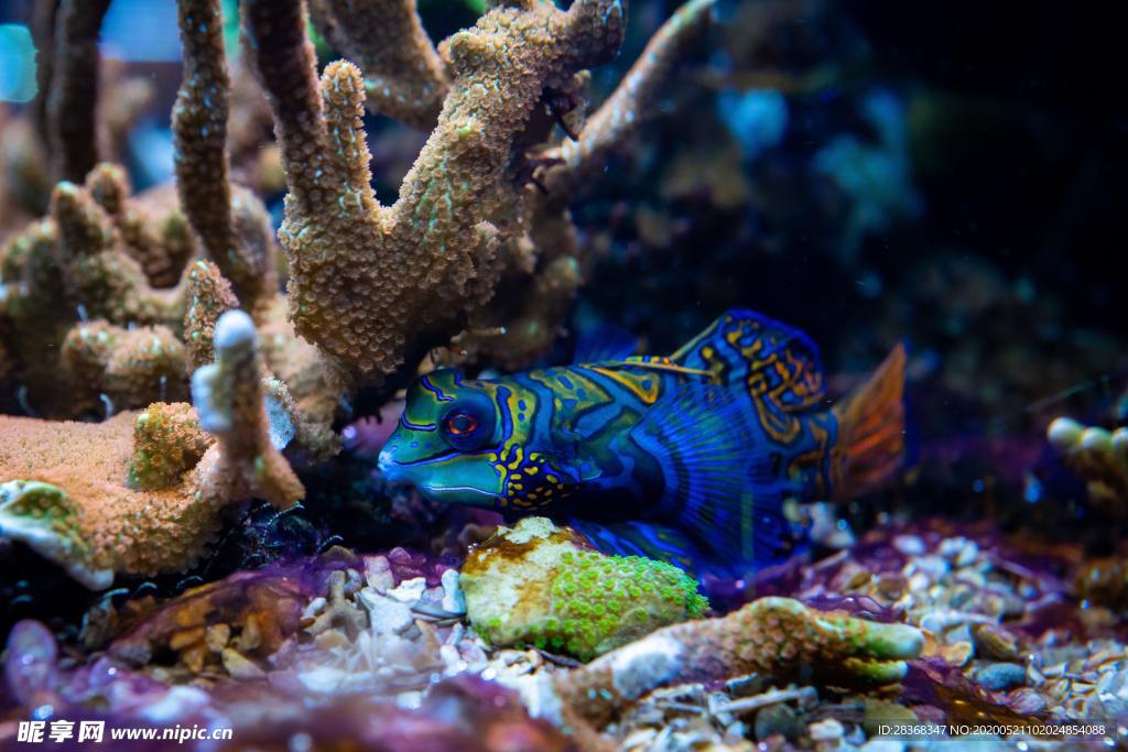 海底风光