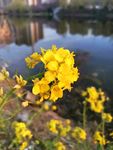 油菜花