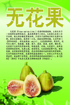 水果文化系列之无花果