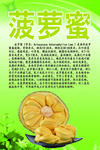 水果文化系列之菠萝蜜