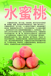 水果文化系列之水蜜桃