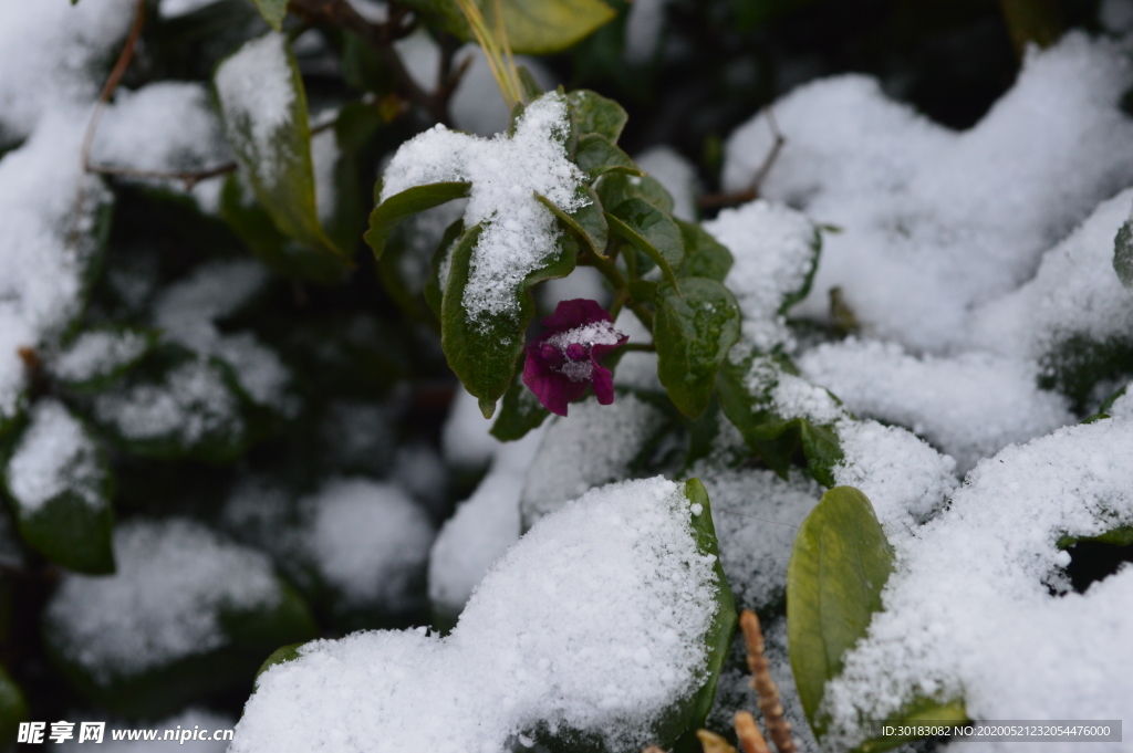 积雪三角梅