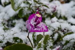 雪压枝三角梅