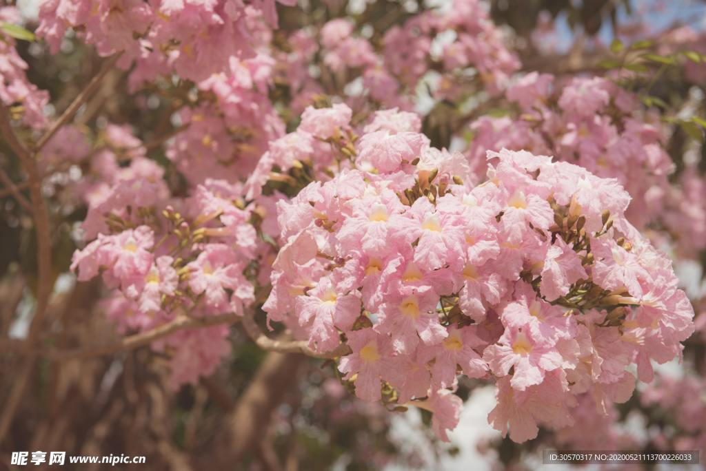 花