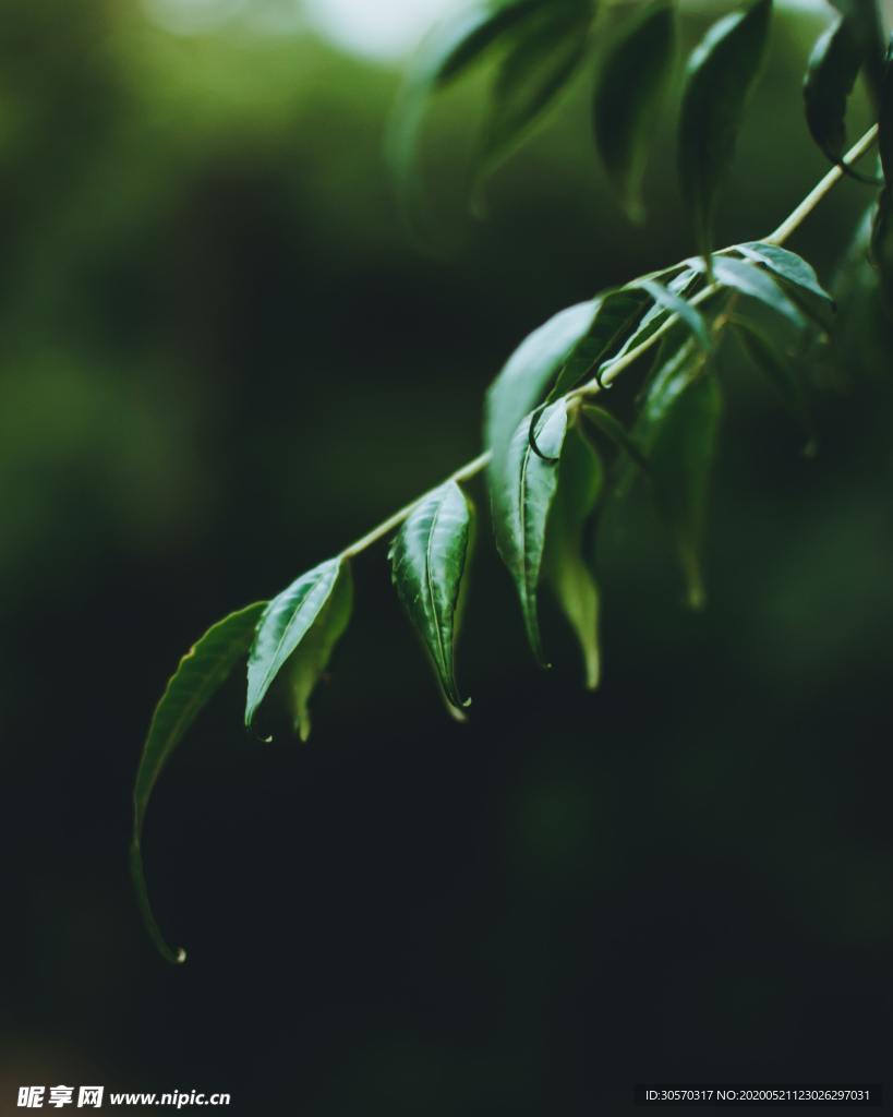 植物