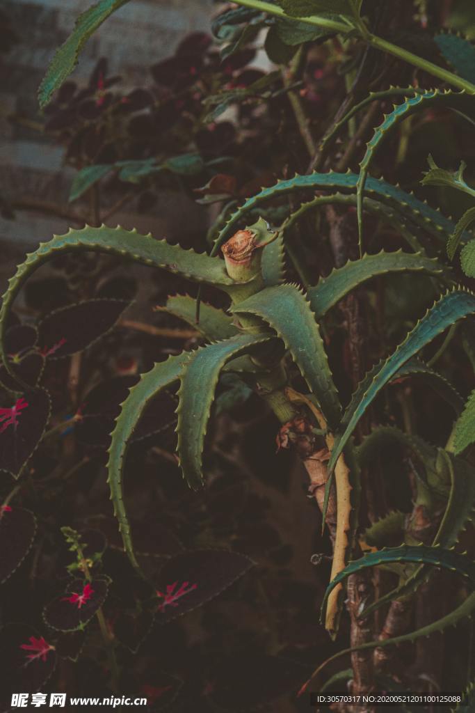 植物