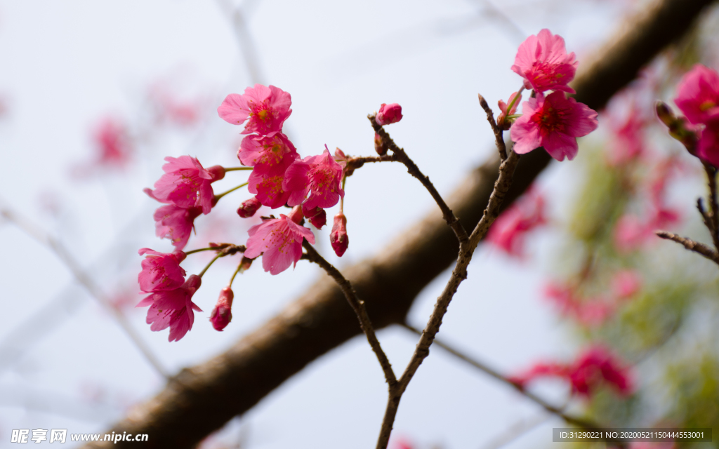 樱花