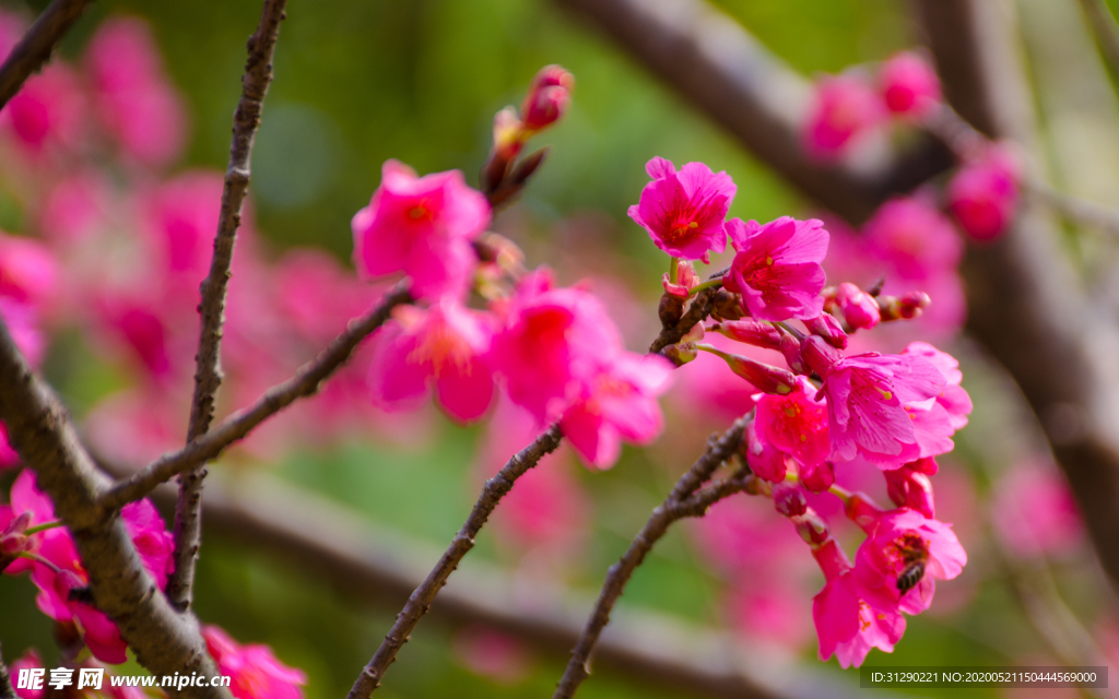 樱花