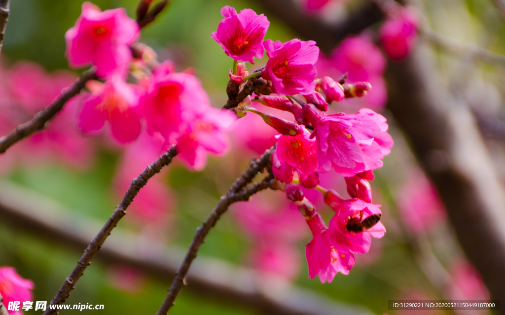 樱花