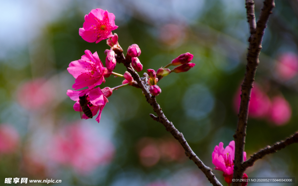 樱花