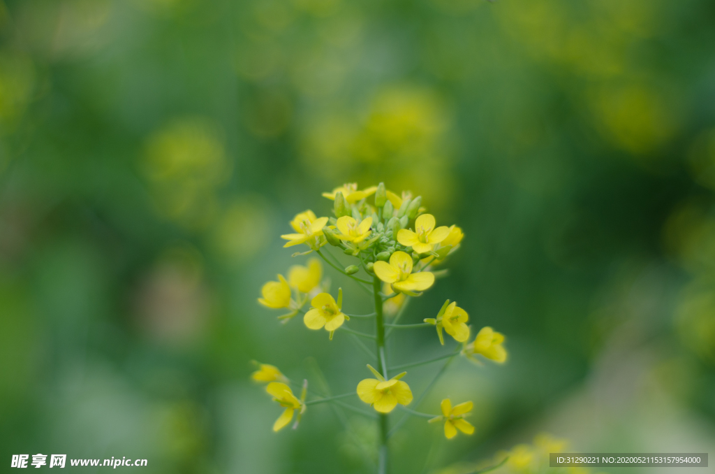 油菜花