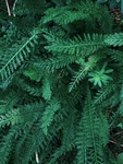 绿色植物