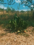 野草