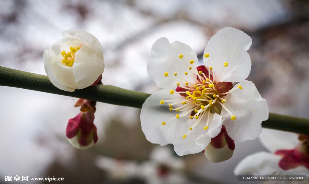 白色樱花4K壁纸