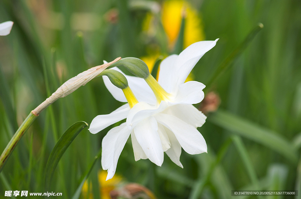 水仙花4k壁纸