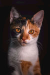 猫咪