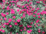 花园大红色月季花大片植株
