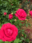 红色月季花花园植株