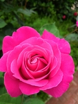 绿叶红花粉色月季花朵单棵